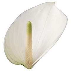 Anthurium Whisper 11cm Hd