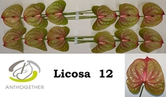 Anthurium Licosa 13cm Hd