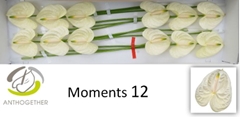 Anthurium Moments 13cm Hd