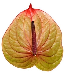 Anthurium Tequila 13cm Hd