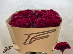 Celosia Indian Summerburgundy 80cm