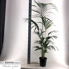 Howea Forsteriana 21Ø 155cm