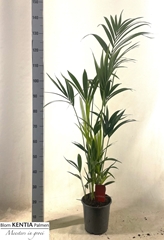 Howea Forsteriana 21Ø 150cm