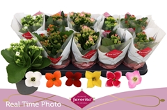 Kalanchoe Single Mix 6 Colours 10Ø 22cm
