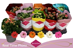 Kalanchoe Double Perfecta Mix 10Ø 22cm