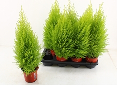 Cupressus Goldcrest 14Ø 60cm