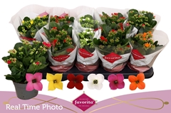 Kalanchoe Single Mix 6 Colours 10Ø 22cm