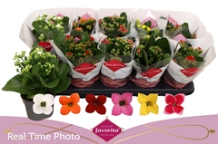 Kalanchoe Single Mix 6 Colours 10Ø 22cm