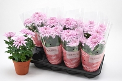 Chrysanth Supernova Pink 13Ø 30cm