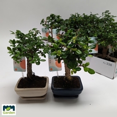 Bonsai Mix 12Ø 25cm
