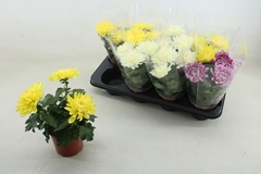 Chrys Kena Gem 12Ø 25cm