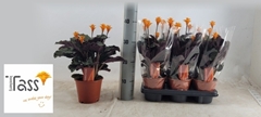 Calathea Crocata 14Ø 35cm