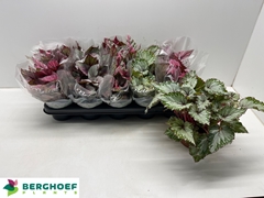 Begonia Leaf Beleaf Mix 12Ø 22cm