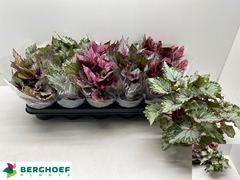 Begonia Leaf Beleaf Mix 12Ø 22cm