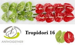Anthurium Tropidori Mix 11cm Hd