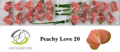 Anthurium Peachy Love 9cm Hd