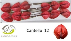 Anthurium Cantello 13cm Hd