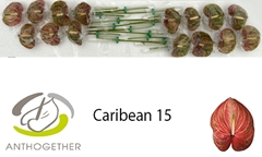 Anthurium Caribean 7cm Hd