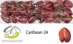 Anthurium Caribean 11cm Hd