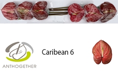Anthurium Caribean 13cm Hd