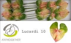 Anthurium Lucardi 15cm Hd
