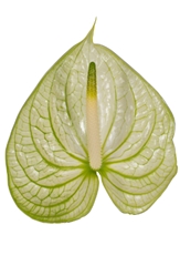 Anthurium Extase 9cm Hd