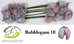 Anthurium Painted Bubblegum 15cm Hd