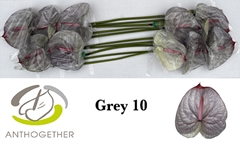 Anthurium Painted Grey 15cm Hd