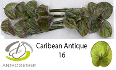Anthurium Caribean Antique 11cm Hd