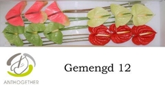 Anthurium Mix 4 Colours 13cm Hd