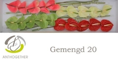 Anthurium Mix 4 Colours 9cm Hd