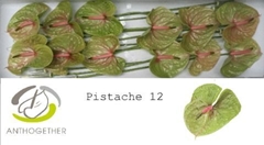 Anthurium Pistache 13cm Hd