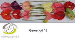 Anthurium Mix 13cm Hd