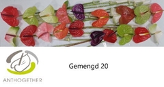 Anthurium Mix 9cm Hd