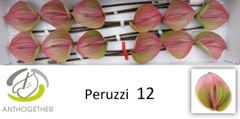Anthurium Peruzzi 13cm Hd