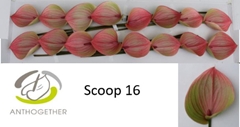 Anthurium Scoop 11cm Hd