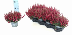 Calluna Beauty Ladies Mix 12Ø 22cm