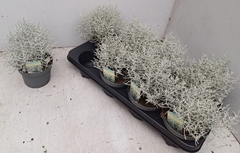 Leucophyta Brownii 13Ø 22cm