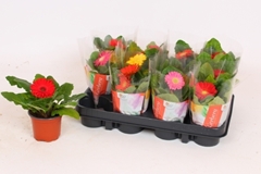 Gerbera Colourgame Mix 9Ø 17cm