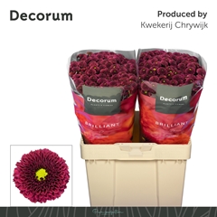 Chrysanth Santini Purpetta Red 55cm 54gr.