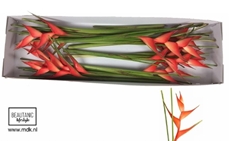Heliconia Tropical 70cm