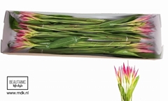 Heliconia Sassy 80cm