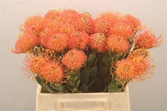 Leucospermum Gold Dust 40cm