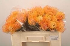 Leucospermum Ayoba Sun 50cm