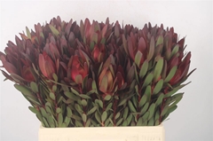 Leucadendron Safari Sunset 50cm