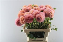 Dahlia Linda's Baby 60cm