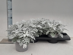 Jacobaea Maritima 17Ø 30cm