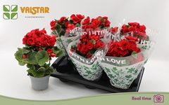 Begonia Double Baladin 13Ø 30cm