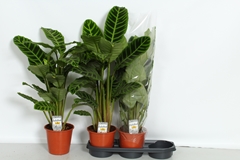 Calathea Zebrina 19Ø 80cm