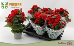 Begonia Double Baladin 13Ø 35cm